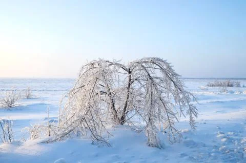 In ice captivity Stock Photos