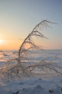 In ice captivity Stock-Fotos