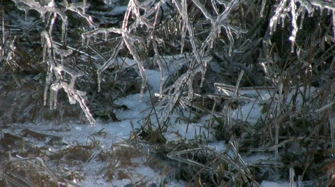 Ice-Coated Branches Stock Footage 836171
