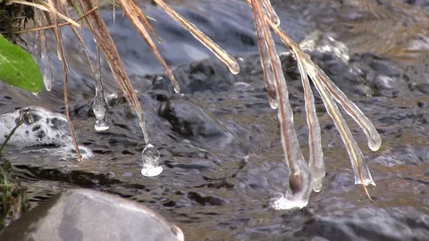 Ice Coated Grass Stems in Stream Stock Footage 114110820