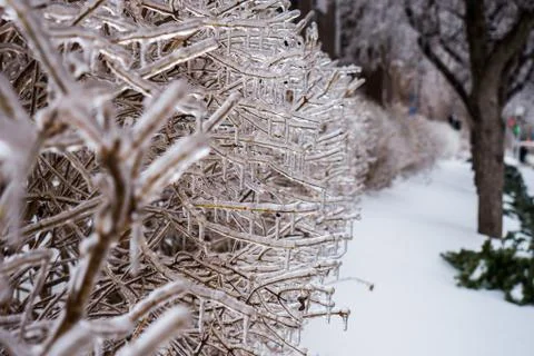 Ice-coated hedges after storm in Montreal, winter Stock-Fotos