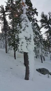 Ice coated pine tree ski resort Stock Photos