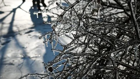 Ice coated tangled branches with transparent layer under sunlight with blue sky 스톡 사진