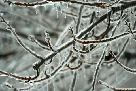 Ice coated tree branches Stock Photos