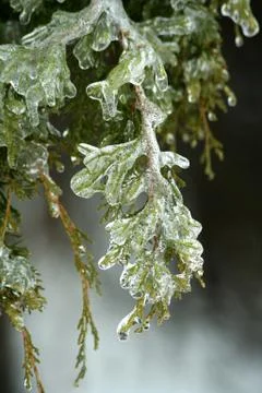 Ice coated tree branches Stock Photos