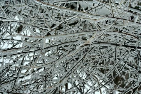 Ice coated tree branches Stock Photos