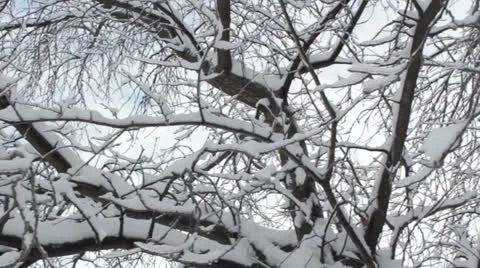 Ice coated whole tree Stock Footage 22609784