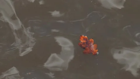 Ice-Cold Flow - Late Winter River Flowing Through the riverbed Stock Footage 331098047