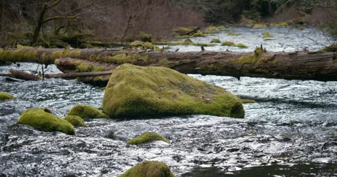 Ice cold river flows around mossy rock Stock Footage 220901370