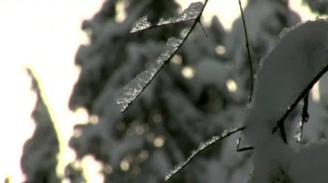 Ice covered branch HD Stockbeeldmateriaal 352955