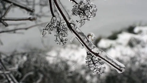 Ice-covered branch in winter Video stock 74799722