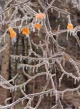 Ice covered branches after an ice storm. Foto stock