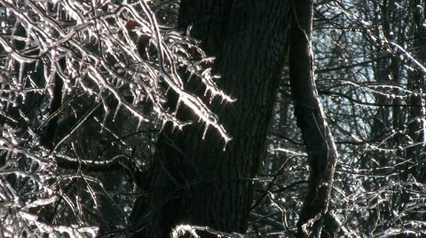 Ice Covered Branches Stock Footage 834154