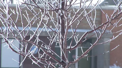 Ice Covered Branches Stock Footage 36281381
