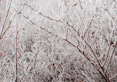 Ice-covered branches Stock Photos