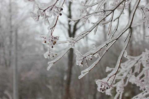 Ice covered branches Fotos de archivo