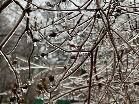 Ice-covered branches Stock Photos
