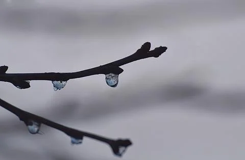 Ice-covered branches tree after freezing rain Stock-Fotos