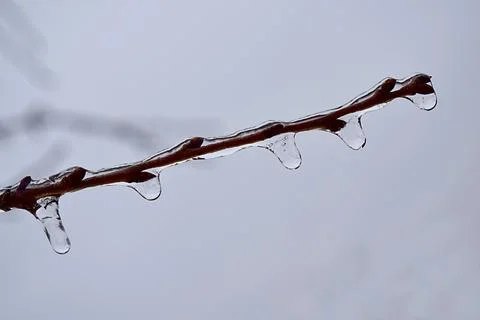 Ice-covered branches tree after freezing rain Stock Photos