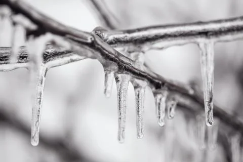 Ice-covered branches tree Stock-Fotos