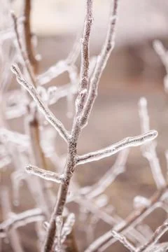 Ice-covered branches tree Stock Photos