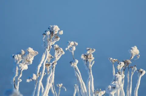 Ice covered flowers Stock Photos