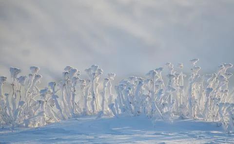 Ice covered flowers Stock Photos