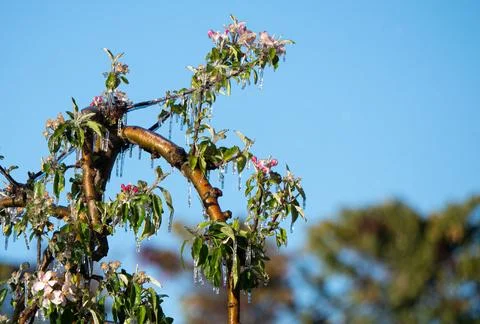 Ice covered fruit tree flower blossom buds frost fighting blue sky background Stock Photos