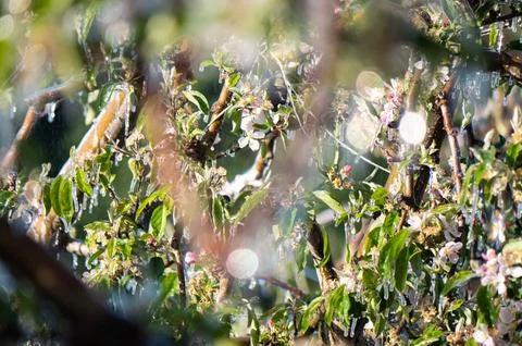 Ice covered fruit tree flower blossom buds frost fighting blue sky background Stock Photos
