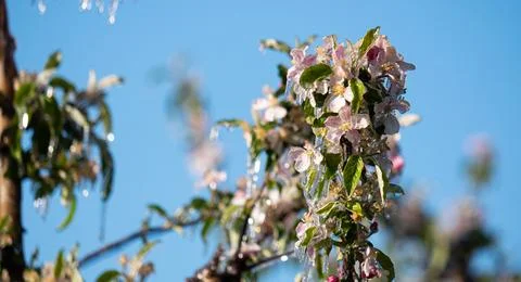 Ice covered fruit tree flower blossom buds frost fighting blue sky background Stock Photos