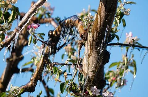 Ice covered fruit tree flower blossom buds frost fighting blue sky background Stock Photos
