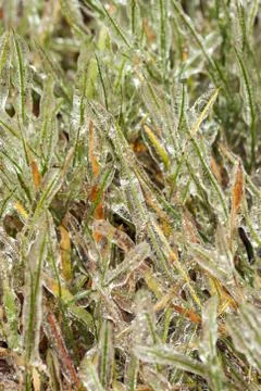 Ice-covered grass Stock Photos