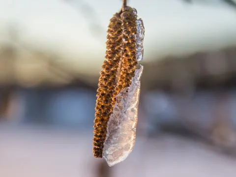 Ice covered hazel catkins 库存照片