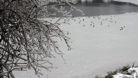 Ice covered lake with ducks Stock Footage 74799522