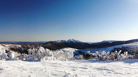 Ice Covered Low Trees in Front of Snow Capped Mountains Australia Aerial 4K Stock Footage 137882843