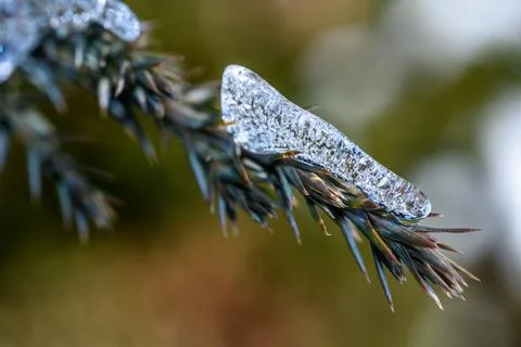 Ice-Covered Pine Branch Close-Up Fotos de archivo