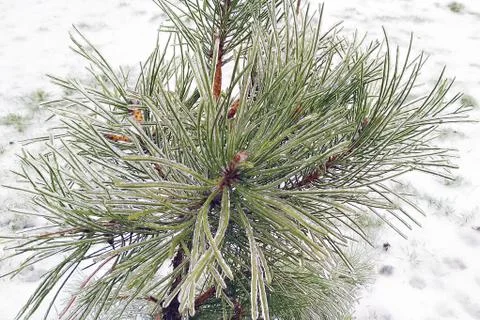 Ice-covered pine branches Stock Photos