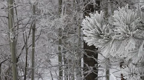 Ice covered pine with cottonwoods in background Stock Footage 10743451