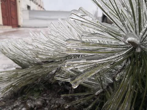 Ice Covered Pine Needles in Winter Close Up Foto stock