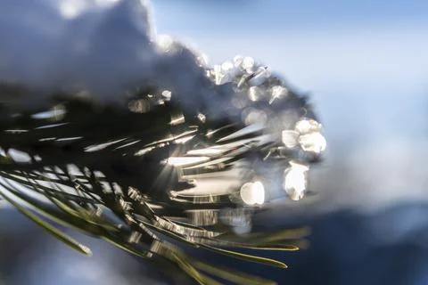Ice-covered pine tree branch at sunset Stock Photos