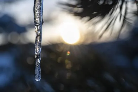 Ice-covered pine tree branch at sunset Foto stock