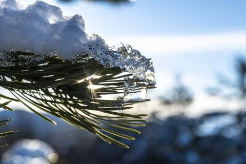 Ice-covered pine tree branch at sunset Stock Photos
