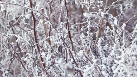 Ice covered raspberry stems during winter Stock Footage 298004261
