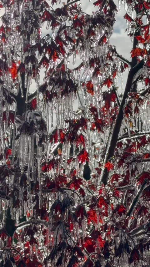 Ice-covered red maple leaves glistening in winter sunlight Stock Footage 335620676