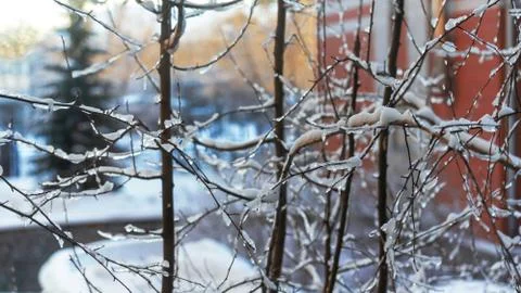 Ice-covered thin branches of trees in winter Stock Photos