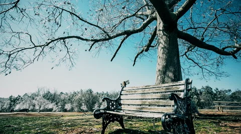 Ice Covered Tree and Bench in Park Stock Footage 64974007