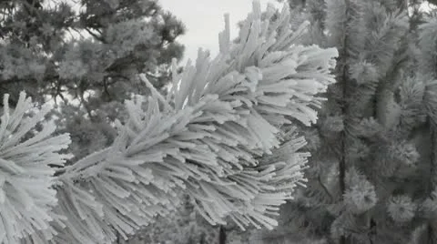 Ice covered tree branch CU Stock Footage 10743436
