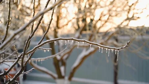Ice covered tree branch with icicles at sunrise close-up Stock-Footage 337544984