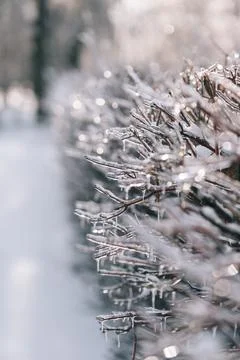 Ice Covered Tree Branch Stock Photos