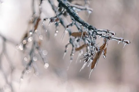 Ice Covered Tree Branch Stock Photos